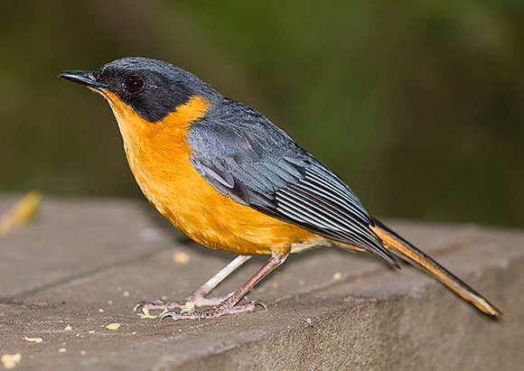 Chorister Robin-Chat